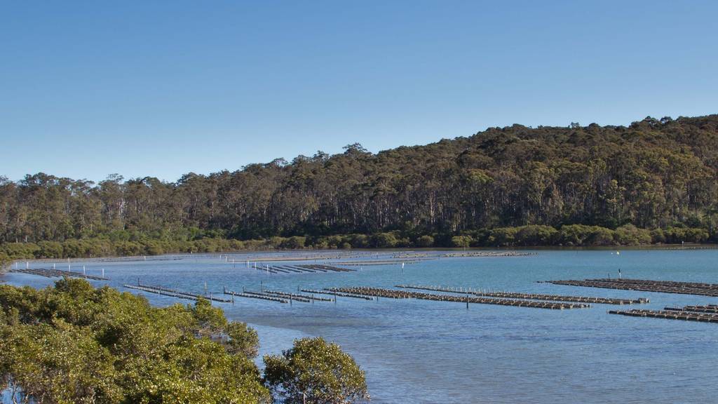 The Best Oysters Along NSW's South Coast