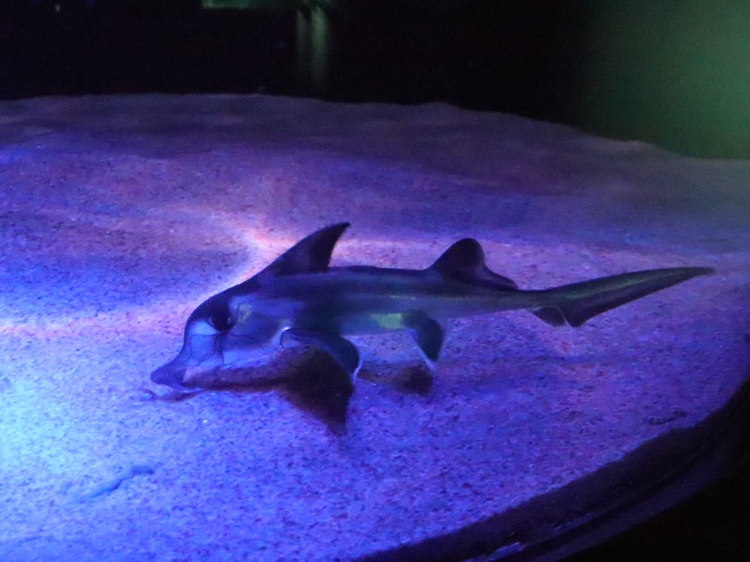 営業再開のサンシャイン水族館でゾウギンザメの赤ちゃんが一般公開