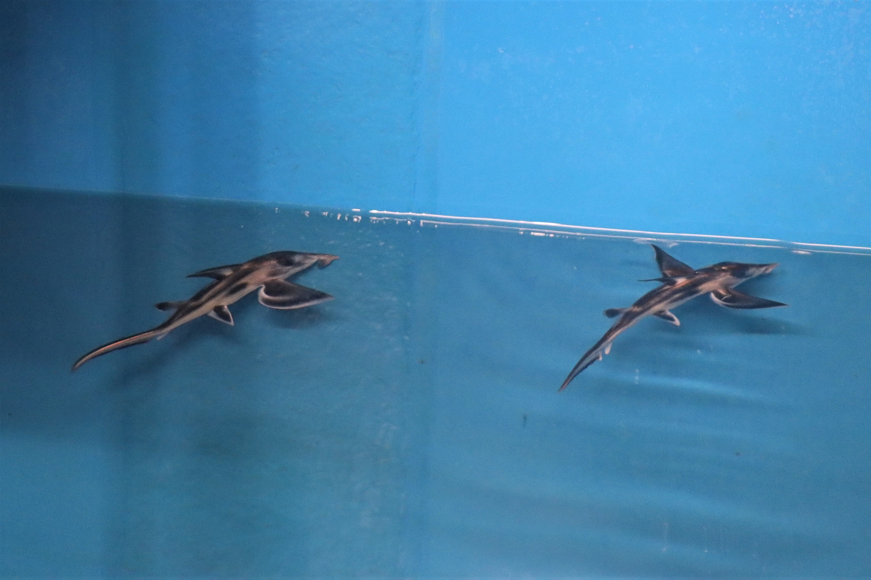 小さな幼魚たち
