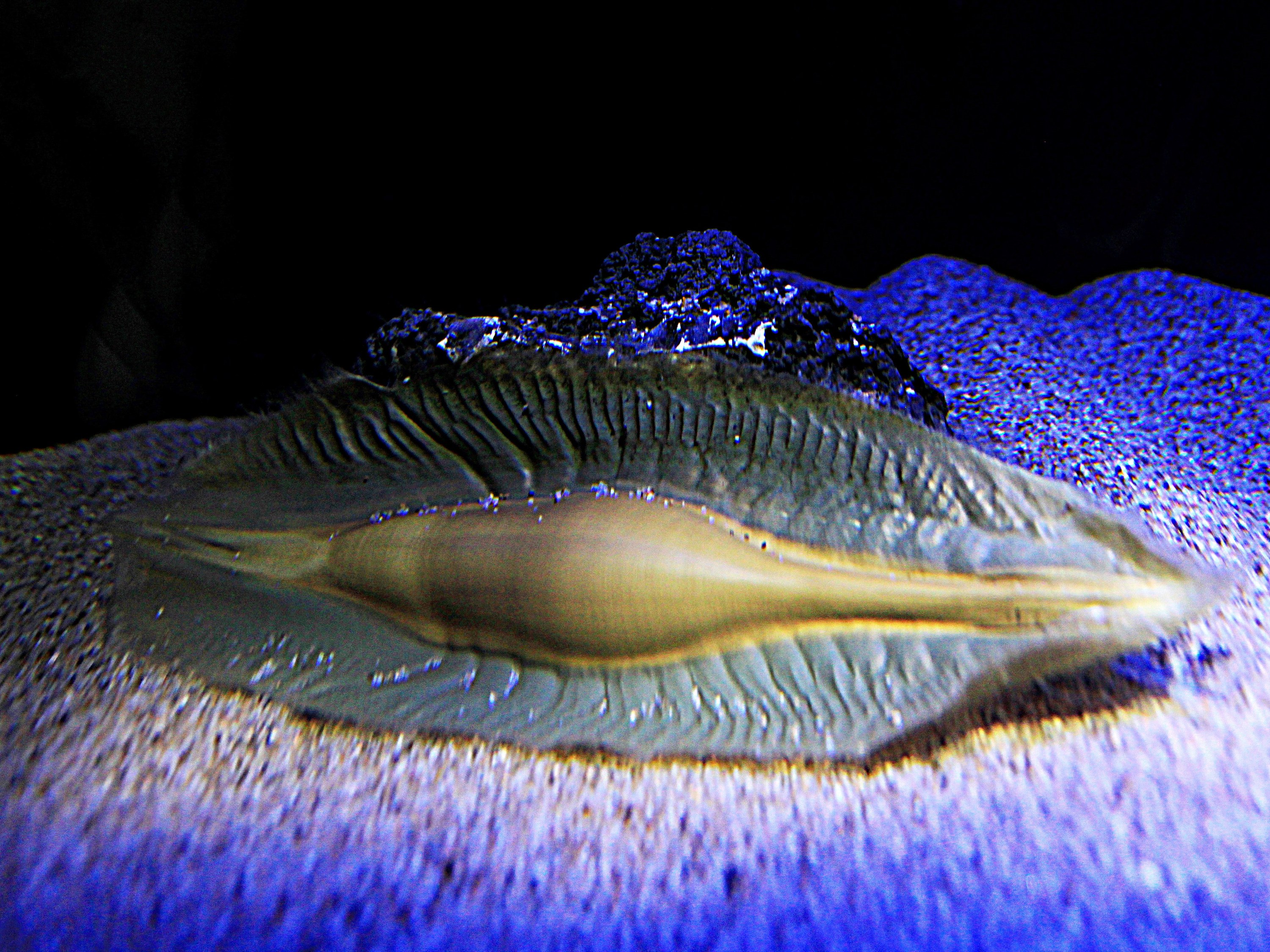 営業再開のサンシャイン水族館でゾウギンザメの赤ちゃんが一般公開