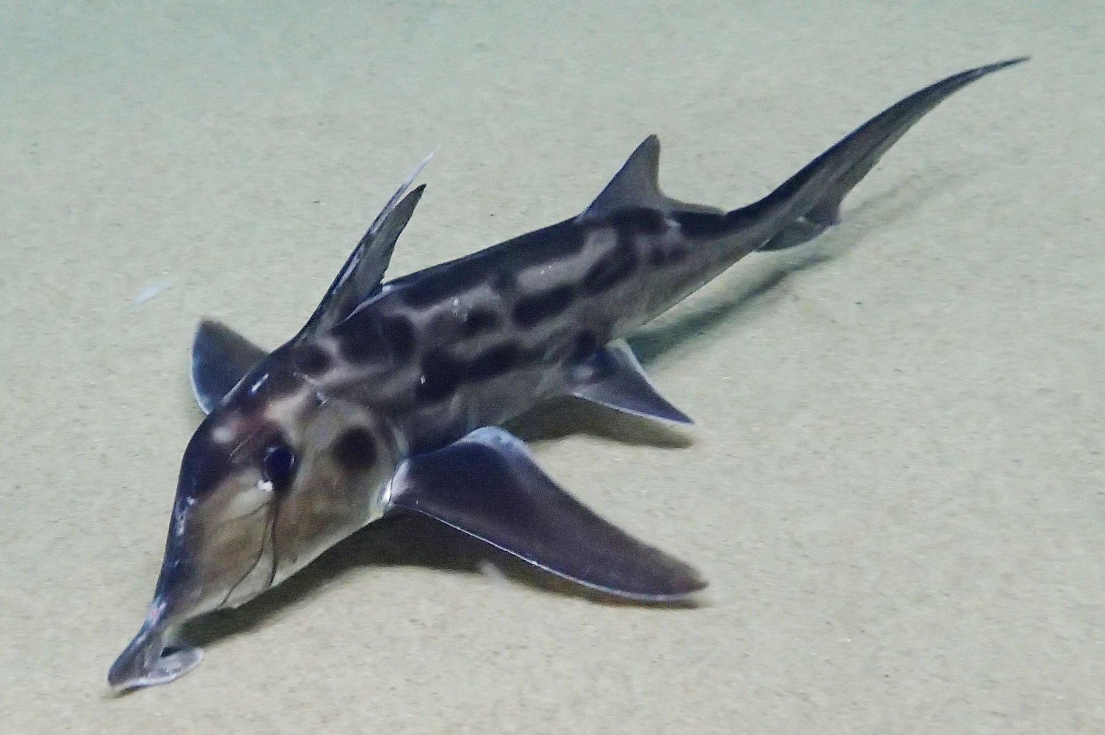 ゾウギンザメの成魚