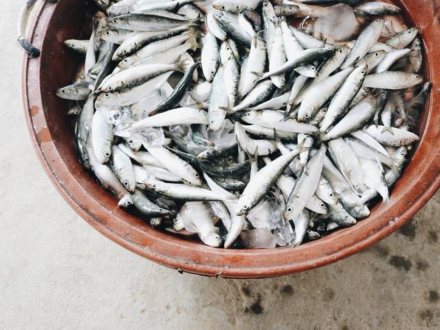 Sardinhas Peixe, Sardinhas