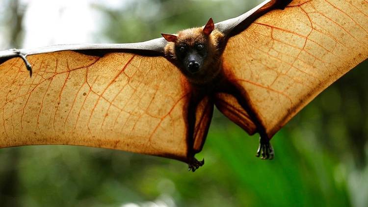 Flying foxes in Singapore 