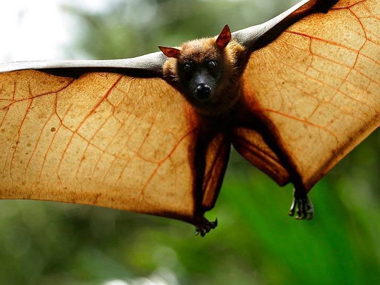 Flying foxes in Singapore 