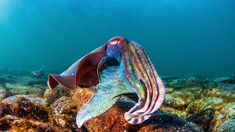 Cuttlefish aggregation, Eyre Peninsula, SA