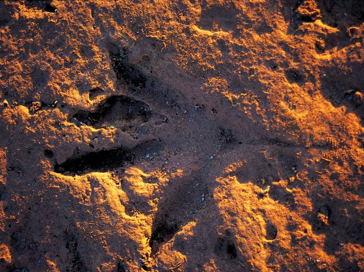World’s largest dinosaur footprints, Broome, Western Australia