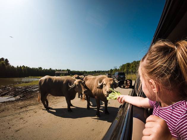 The best Montreal zoos to go wild over The best Montreal zoos to go wild over