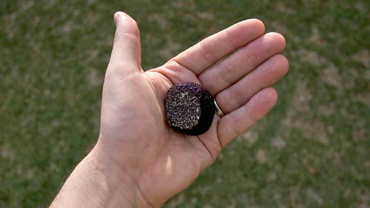 Generic truffle