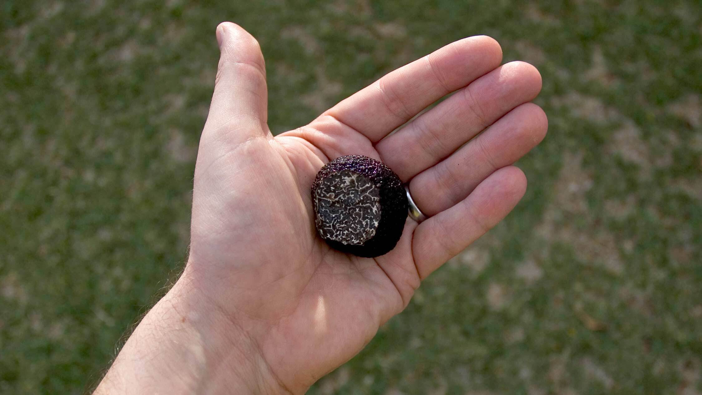 Get Australian winter truffles delivered directly to your door