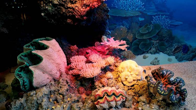 Coral spawning, Great Barrier Reef, QLD