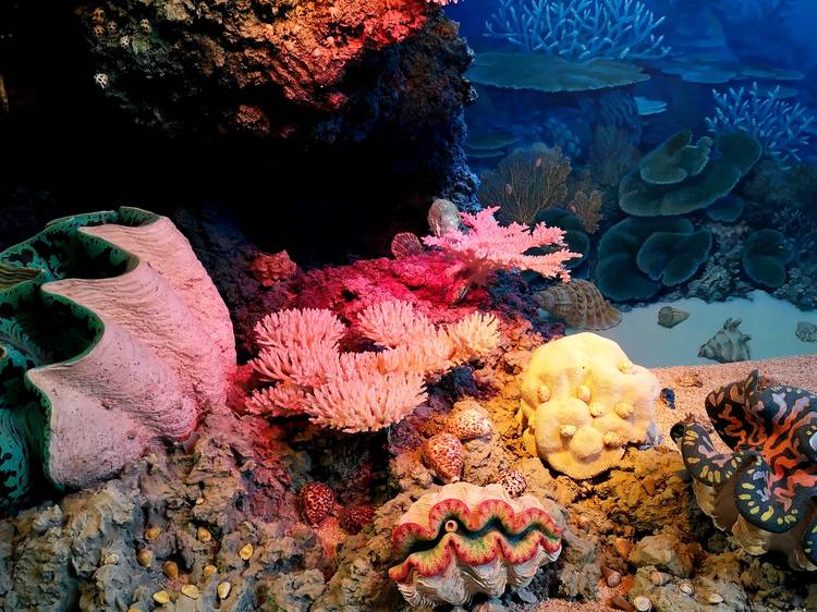 Coral spawning, Great Barrier Reef, Queensland