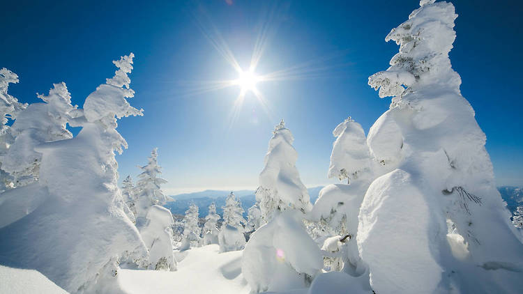 蔵王の樹氷（山形県）