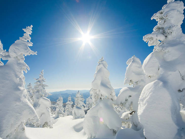 蔵王の樹氷（山形県）