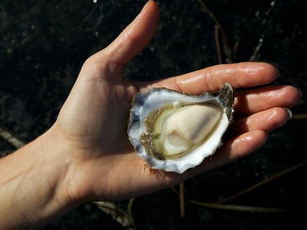 Wapengo Rocks oyster, South Coast Wapengo Rocks oyster, South Coast