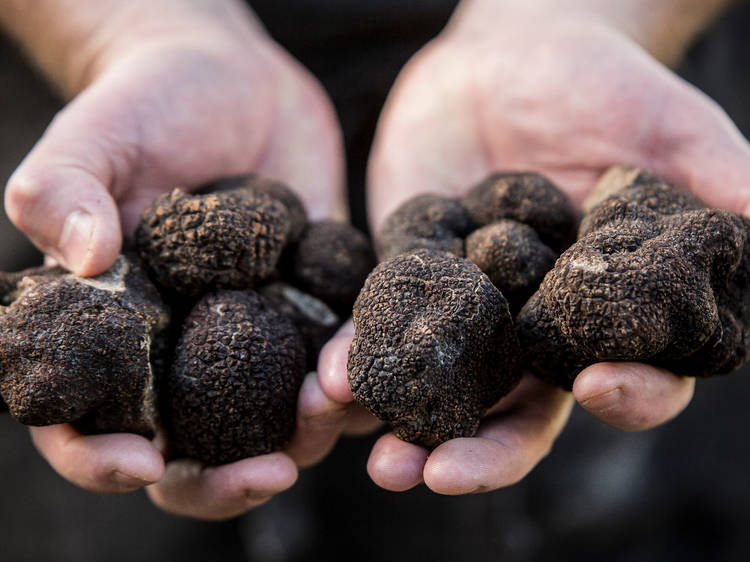 Hunt for truffles in Robertson
