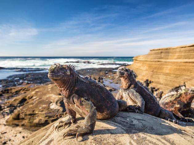 Iguanas on the Galapagos Iguanas on the Galapagos