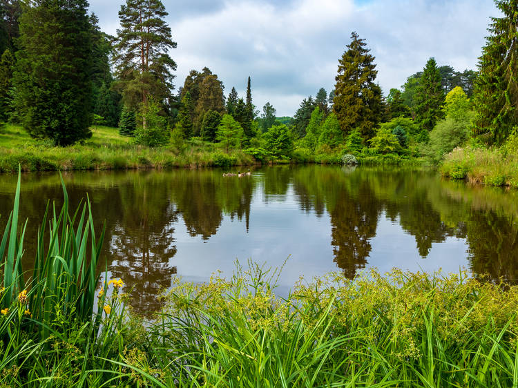 Bedgebury Pinetum