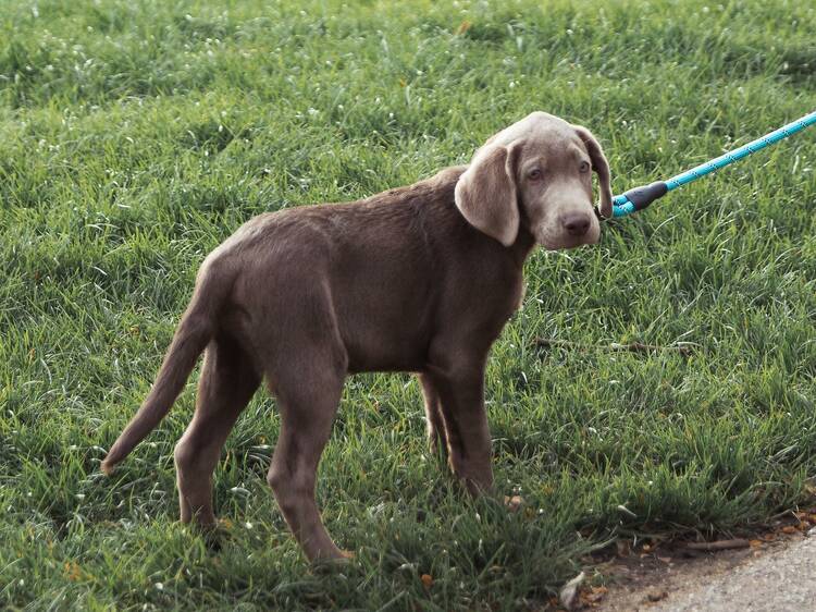 Dog on lead walking in grass