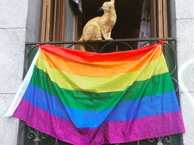 Orgullo