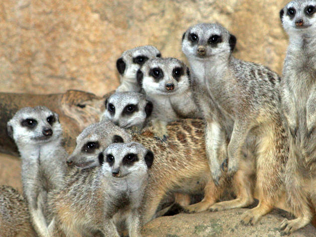 Suricates del Zoo de Barcelona Suricates del Zoo de Barcelona