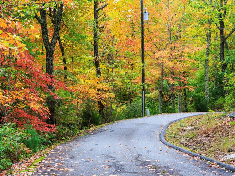 Laurel Mountain Ride | Brevard, NC