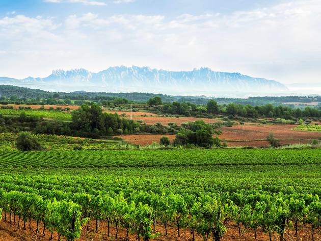 Vinyes del Penedès