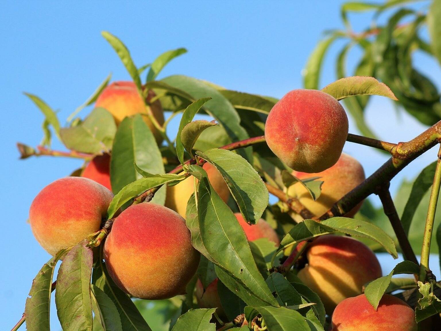 8 Best Farms for Peach Picking Near NYC