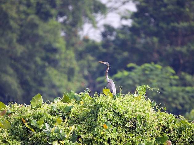 Kranji Marshes Kranji Marshes