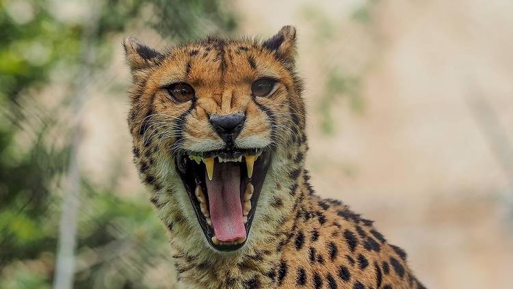 zoo de lisboa