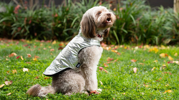 Chewnel Parka