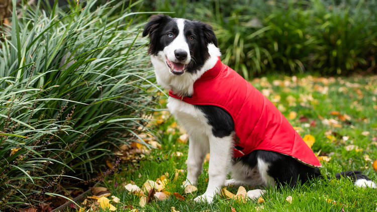 Red Puffer Jacket
