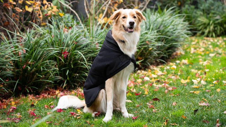 Outback Oilskin Dog Coat