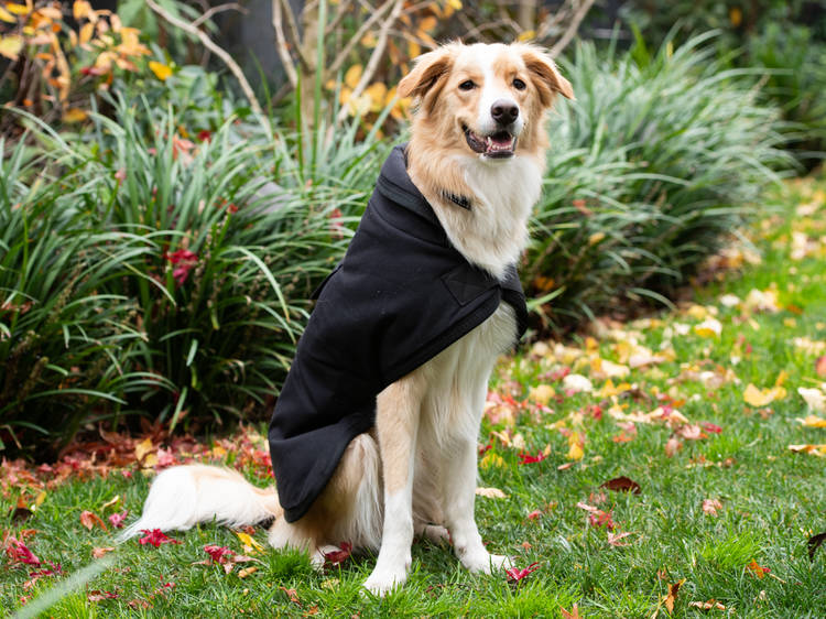 Outback Oilskin Dog Coat