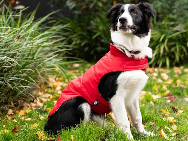 Petstock fashion spon con hero shot Red Parker coat