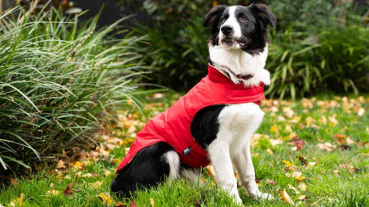 Red Parker coat