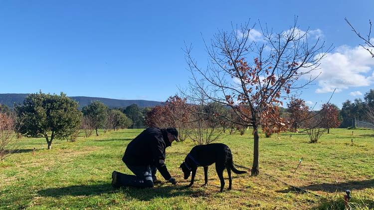 Man and dog outside