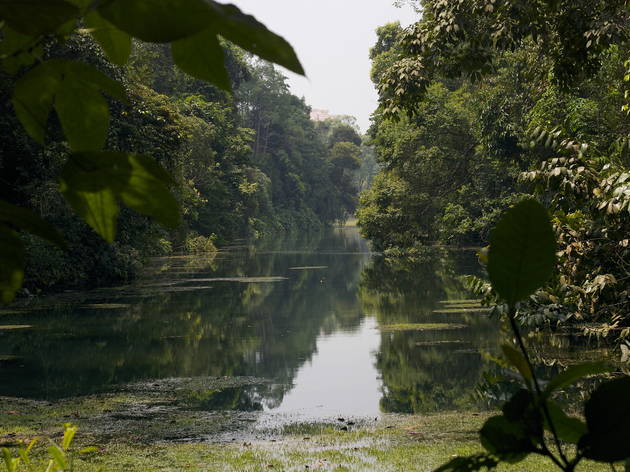 Macritchie Reservoir Macritchie Reservoir