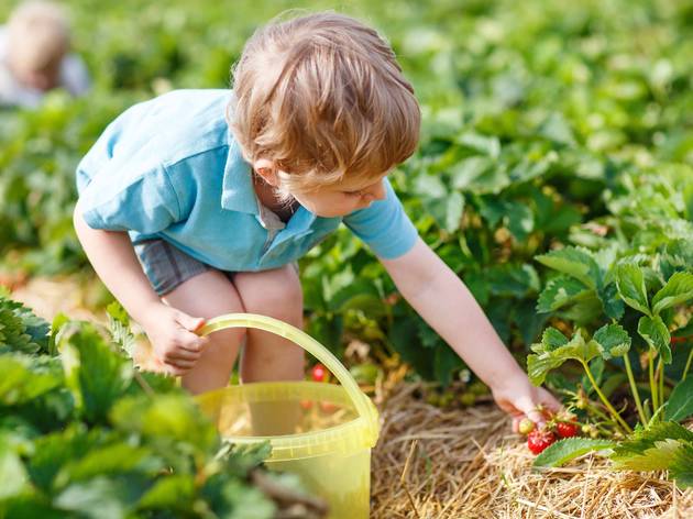 Strawberry picking pyo