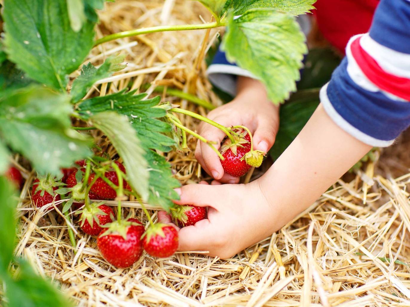 A+fantastic+NJ+farm+to+visit+this+summer+for+strawberry+picking