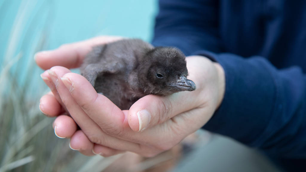 baby penguin