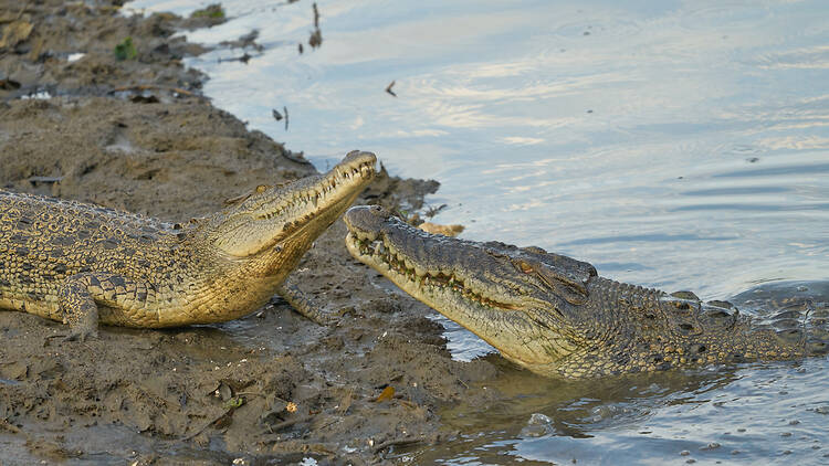 Sungei Buloh Wetland Reserve