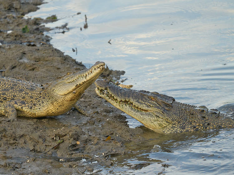 Sungei Buloh Wetland Reserve