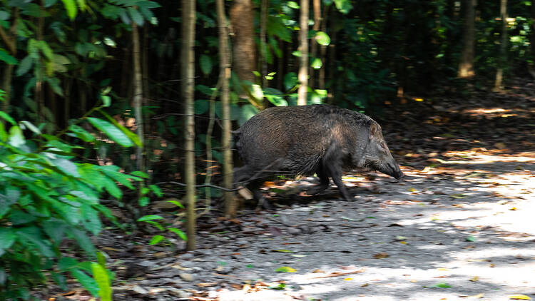 Pulau Ubin