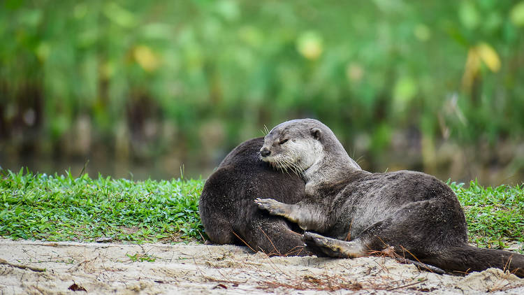 otters, coney island