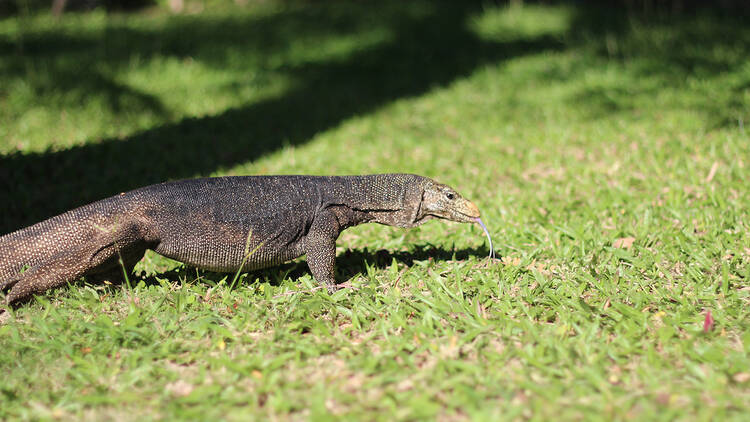 Singapore Botanic Gardens