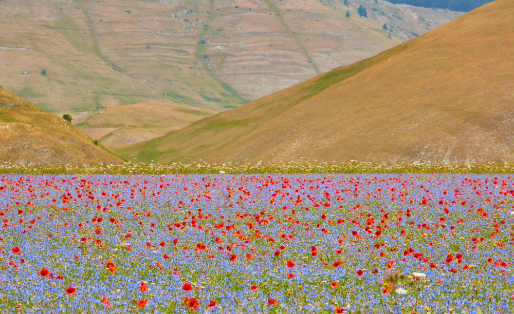 Castelluccio