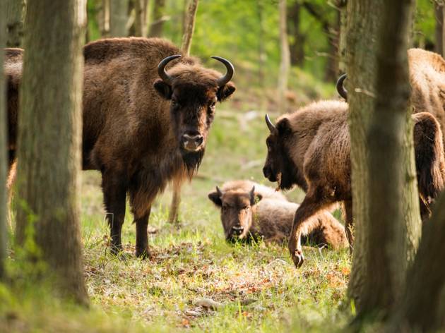 Wild bison in Poland Wild bison in Poland
