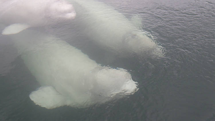 Beluga Whale Live Cam | Things to do in Singapore