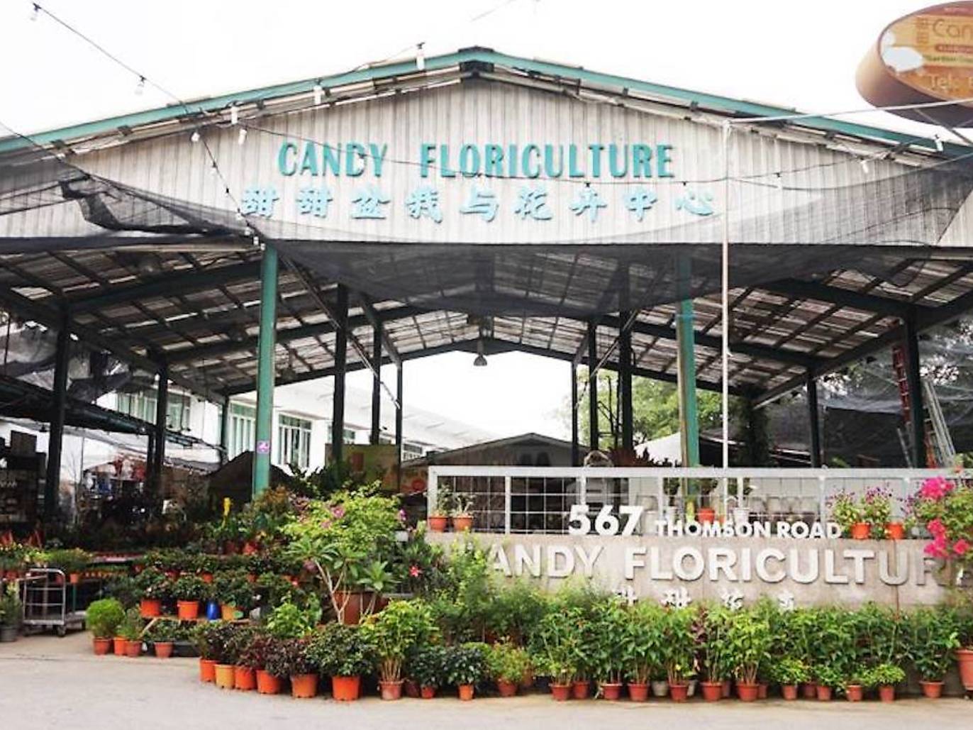 15 Best Plant Shops in Singapore For Starting Your Indoor Garden