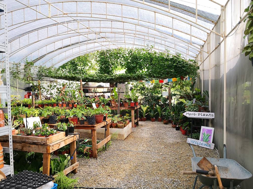 15 Best Plant Shops in Singapore For Starting Your Indoor Garden